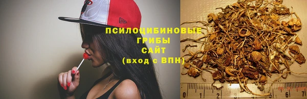 хмурый Аркадак