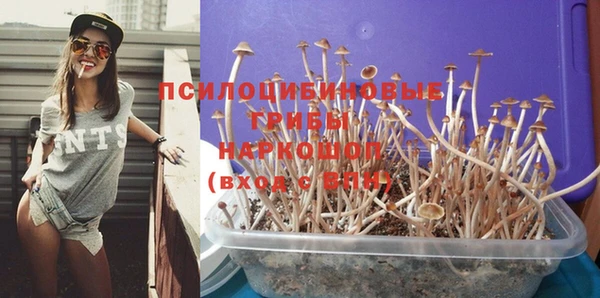 хмурый Аркадак